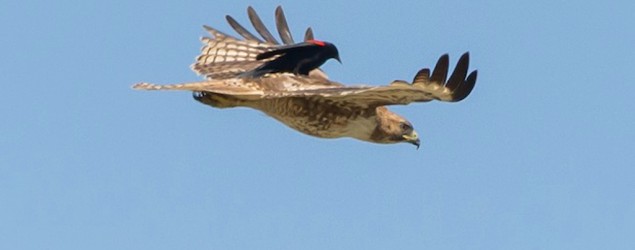 A blackbird hitches a ride on a hawk during a battle in the sky. (Eric Dugan)
