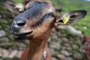 WATCH: 'Demon Goat' In India Has Human-Like Face