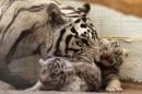 Bangladesh estende riserva per salvare la Tigre del   Bengala
