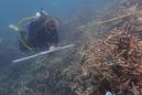 The Great Barrier Reef may never recover from the devastating 2016 heat wave