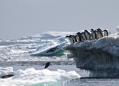 Plans for world's largest ocean sanctuary in Antarctic blocked