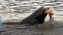 Authorities to allow sea lion killing to help struggling salmon population