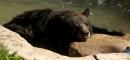Thailand Bear Dies After Falling From Helicopter