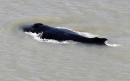 Lost whale swims free from crocodile-infested river in Australia