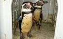Former zookeeper stole two penguins during night-time break in, court hears