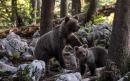 Brown bear that is killing livestock and startling hikers in Italy's Dolomites is wanted, dead or alive