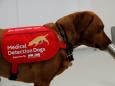 Medical detection dogs able to sniff 750 people an hour could help identify coronavirus cases, researchers say