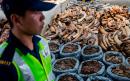 Illegal ivory trade shrinks while pangolin trafficking booms, UN says