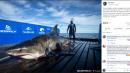 A 15-foot, 2,000-pound great white shark tracked off the Keys. She's come a long way.