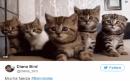 Why people are sharing cat photos in response to the Barcelona attack 