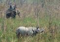Rare one-horned rhino killed by poachers in Nepal