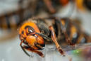 Scientists capture two murder hornet queens after destroying nest