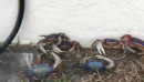 Land crabs infest Florida man's house after heavy rainfall