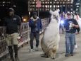 Caesar 'the no drama llama' is helping keep the peace at the Portland protests