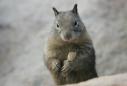 A squirrel tested positive for the bubonic plague in Colorado. Are people at risk?