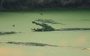 'Idiots of the century' swim in baited croc trap