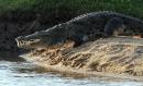Body of British journalist killed by crocodile found in Sri Lanka