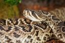Rattlesnakes bit two hikers at Yosemite National Park in August. Here's how you can stay safe.