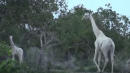 Rangers Finally Spot Rare White Giraffe and Look-Alike Baby After Rumored Sightings