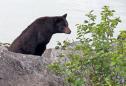 Man fights with bear after it enters home with 10 kids inside, Alaska officials say