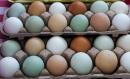 How Many Eggs Are Safe To Eat Per Day?