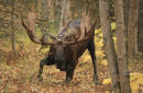 Alaska moose poacher fined $100,000, sentenced to jail