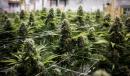 Cannabisaktier nådde toppsessioner efter Cuomo-löften NY