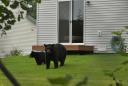 Dartmouth College's Resident Bear Returns With 4 Cubs After Governor Spared Her Life