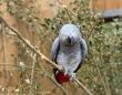 Parrots at zoo separated after swearing profusely at visitors