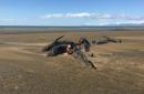 Whales die in new mysterious Iceland stranding