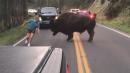 Yellowstone Tourist Caught on Video Making the Ill-Advised Decision to Taunt Bison