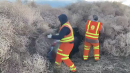 Highway workers make astonishing find amid epic pile of wind-blown tumbleweeds