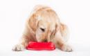 Stockpile pet food and plan emergency Brexit airlifts, animal charities tell Government