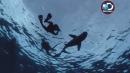Shark Week: Divers Surrounded by Man-Eating Sharks for Terrifying Stunt