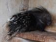 2 Maine police officers were fired and charged over allegations they killed 11 porcupines with their batons