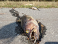 Dead fish cover North Carolina roads as flood waters recede after Hurricane Florence