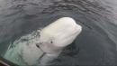 Beluga whale wearing harness may have been trained by Russian Navy, marine experts say