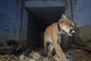 Beloved freeway-crossing mountain lion found dead following California fire