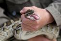 15-Foot Burmese Python Caught, Killed In Florida