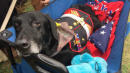 Bomb-Sniffing Marine Dog Who Served in Afghanistan Gets a Hero's Farewell