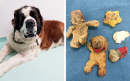 Dog feared to have cancer had actually eaten four teddy bears... but vet didn't realise until midway through operation 