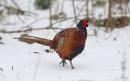 Glut of pheasants caused by lockdown shooting ban could threaten songbirds, warn conservationists