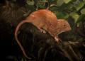 This Giant Rat Can Crack Coconuts With Its Teeth