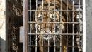 Polish zoos rescue nine tigers stranded on Belarus border