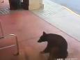 Bear wanders into a liquor store in Connecticut