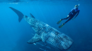 Whale sharks: Atomic tests solve age puzzle of world's largest fish