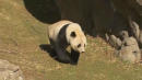 Bye Bye, Bao Bao: Beloved Panda Cub Travels Back to China