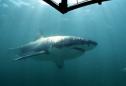 Great White Shark Wounded, Caught On Camera In Shallow Waters