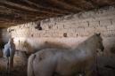 Morocco's carriage horses suffer as COVID-19 bars tourists