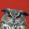 'Terror owl' trapped in Dutch city